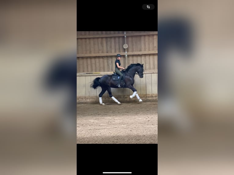 KWPN Stute 5 Jahre 163 cm Schwarzbrauner in Freiburg im Breisgau