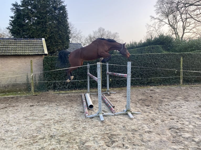 KWPN Stute 5 Jahre 164 cm Brauner in Geesteren