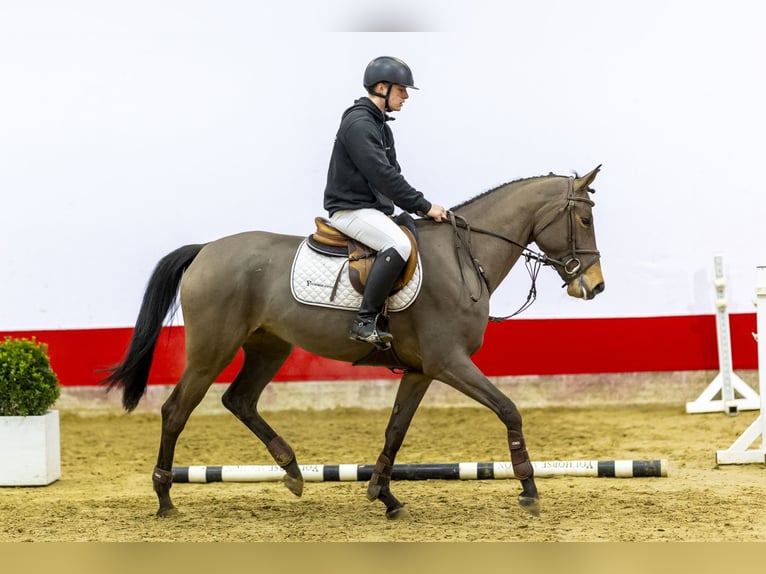 KWPN Stute 5 Jahre 164 cm Brauner in Waddinxveen