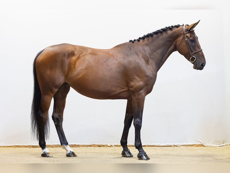 KWPN Stute 5 Jahre 164 cm Brauner in Waddinxveen