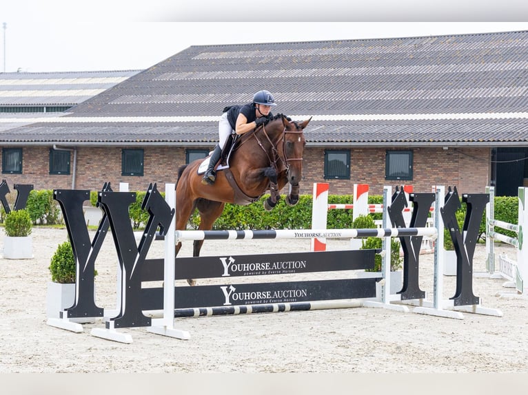 KWPN Stute 5 Jahre 164 cm Brauner in Waddinxveen