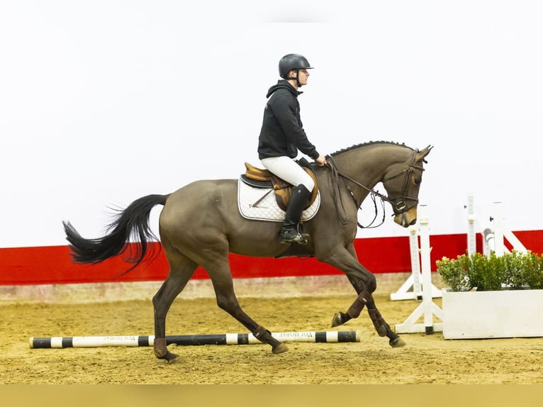 KWPN Stute 5 Jahre 164 cm Brauner in Waddinxveen