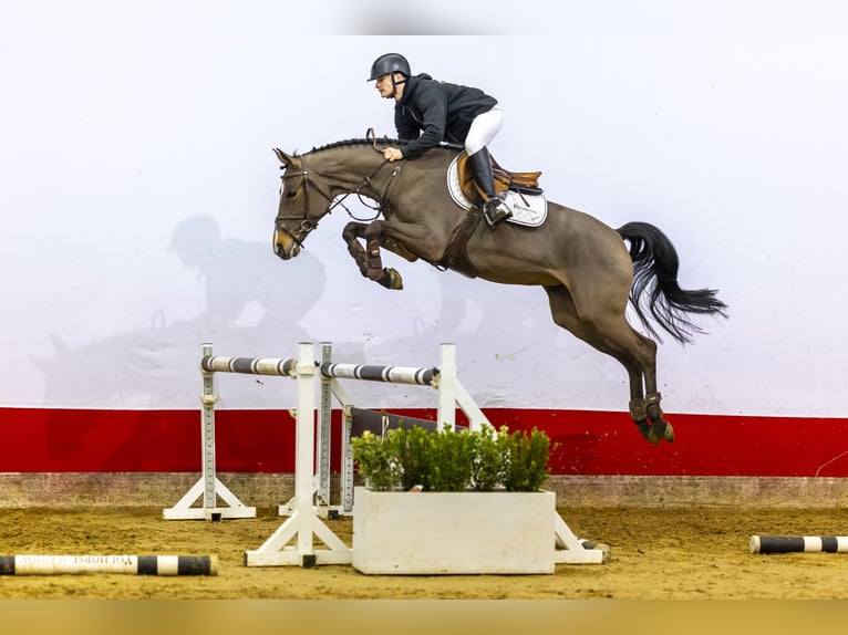 KWPN Stute 5 Jahre 164 cm Brauner in Waddinxveen