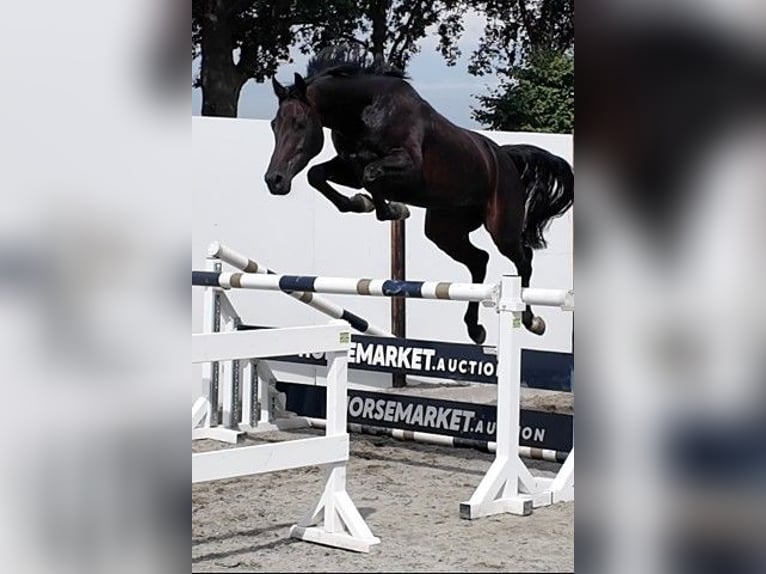 KWPN Stute 5 Jahre 164 cm Dunkelbrauner in Waddinxveen