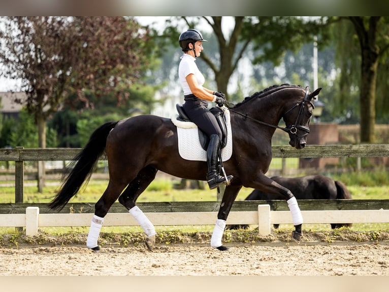 KWPN Stute 5 Jahre 164 cm Rappe in Dreumel