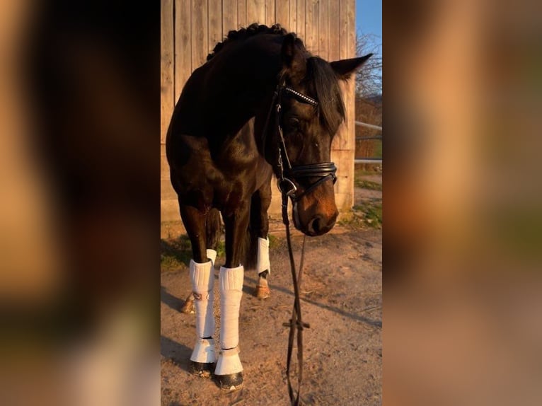 KWPN Stute 5 Jahre 164 cm Rappe in Au