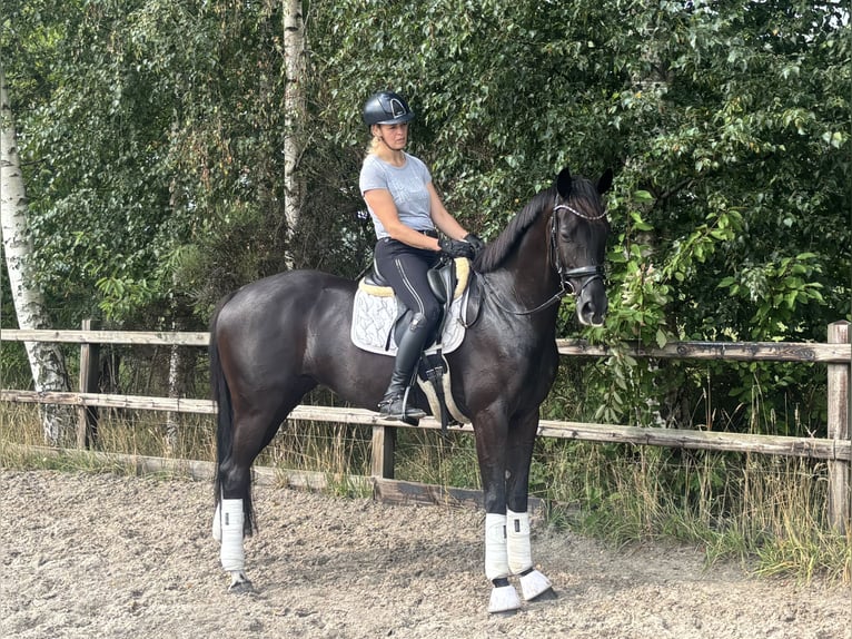KWPN Stute 5 Jahre 164 cm Rappe in Zuidwolde