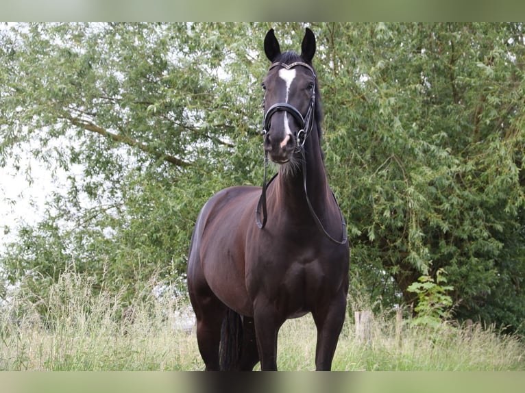 KWPN Stute 5 Jahre 164 cm Rappe in Margraten