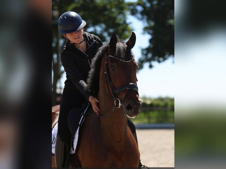 KWPN Stute 5 Jahre 165 cm Brauner in Uden