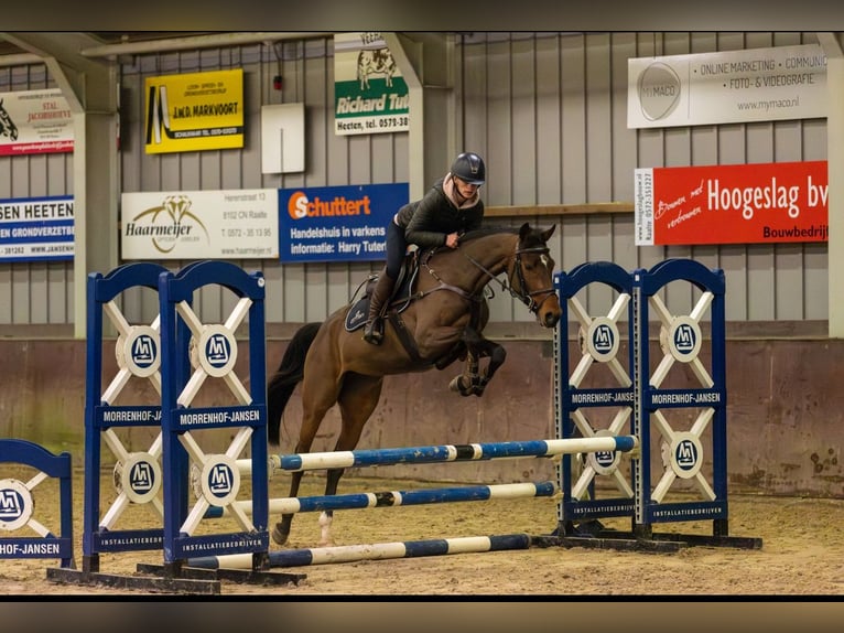 KWPN Stute 5 Jahre 165 cm Brauner in Harfsen