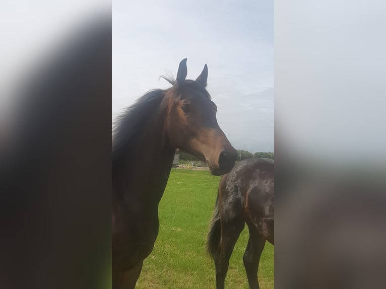 KWPN Stute 5 Jahre 165 cm Dunkelbrauner in Waarde