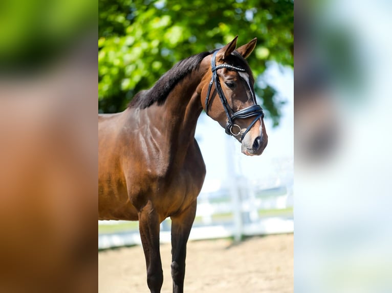 KWPN Stute 5 Jahre 165 cm Dunkelbrauner in GROTE-BROGEL