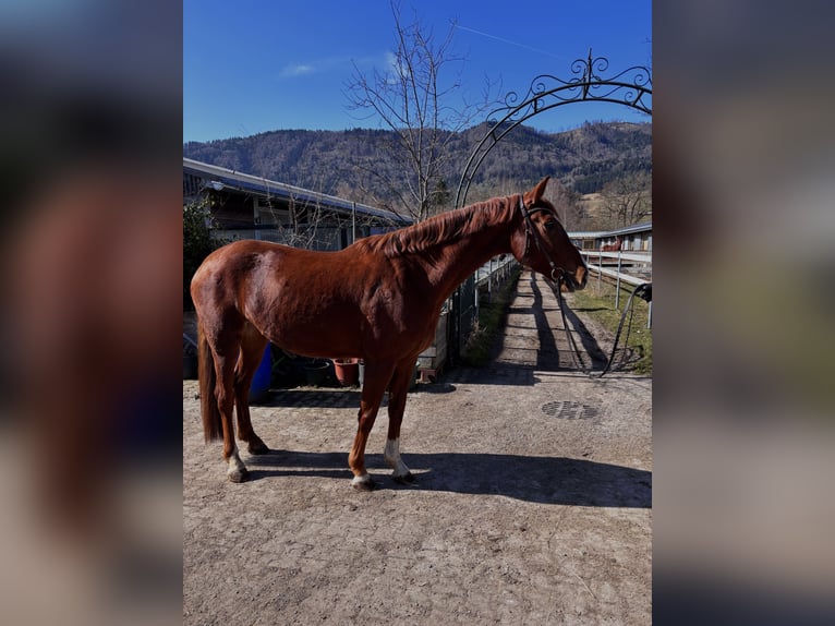 KWPN Mix Stute 5 Jahre 165 cm Fuchs in OberburgaU
