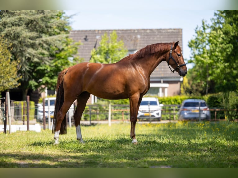 KWPN Stute 5 Jahre 165 cm Fuchs in Hollandscheveld