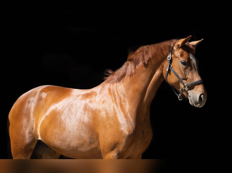 KWPN Stute 5 Jahre 165 cm Fuchs in Hollandscheveld