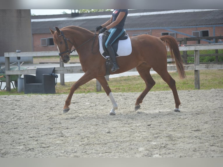 KWPN Stute 5 Jahre 165 cm Fuchs in Breda