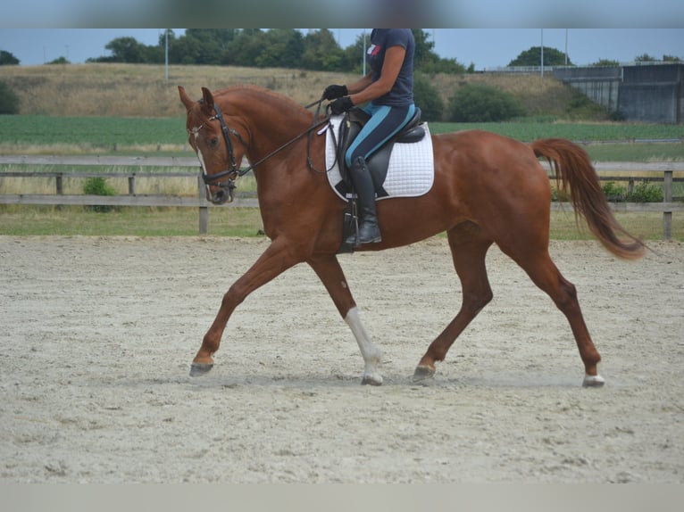 KWPN Stute 5 Jahre 165 cm Fuchs in Breda