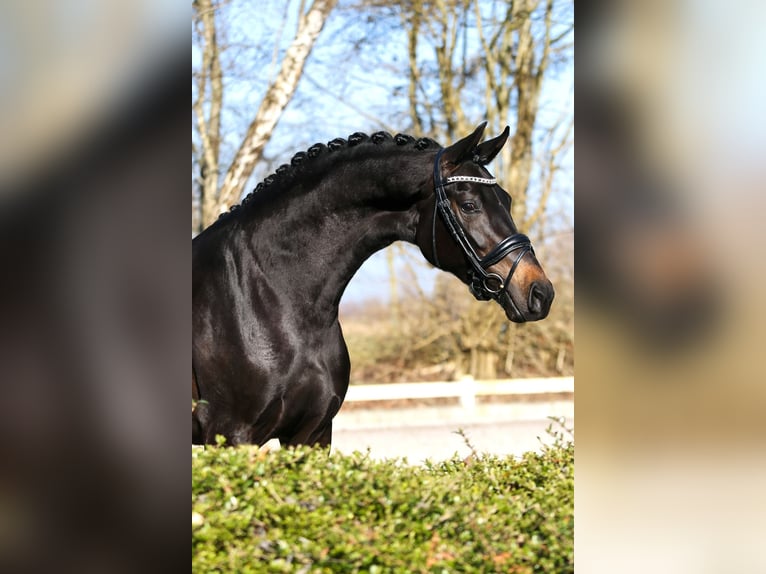 KWPN Stute 5 Jahre 165 cm Rappe in Groningen