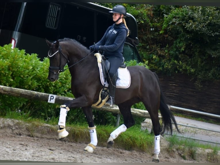 KWPN Stute 5 Jahre 165 cm Rappe in Neuss