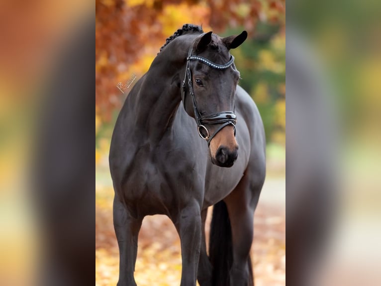 KWPN Stute 5 Jahre 166 cm Brauner in Peer