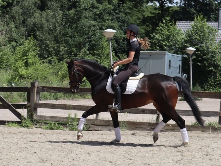 KWPN Stute 5 Jahre 166 cm Brauner in Soest