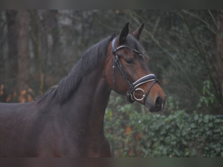 KWPN Stute 5 Jahre 166 cm Brauner in Soest