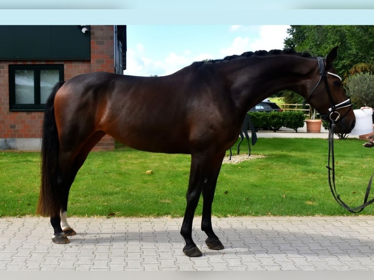 KWPN Stute 5 Jahre 166 cm Brauner in Neuss