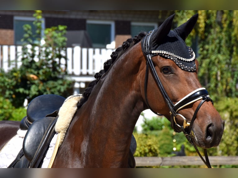 KWPN Stute 5 Jahre 166 cm Brauner in Neuss