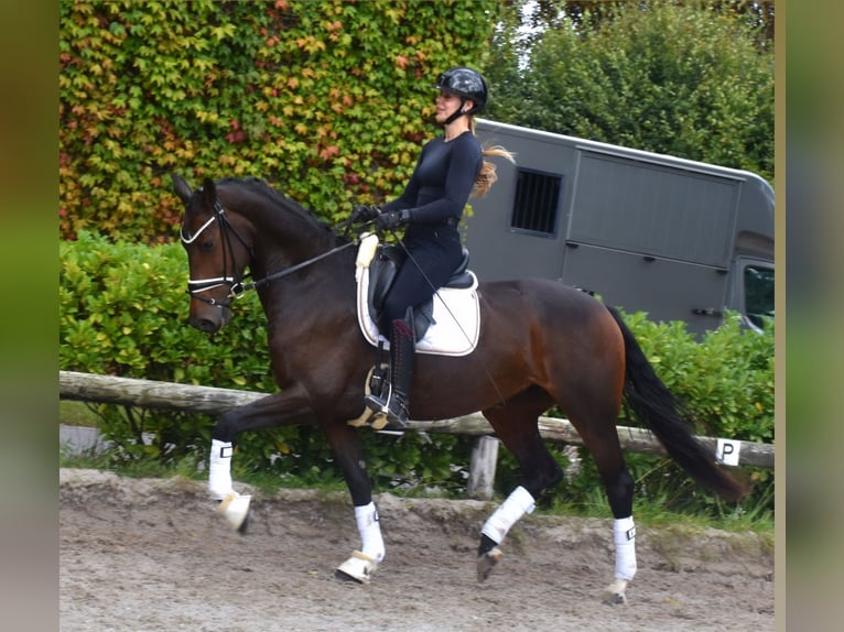 KWPN Stute 5 Jahre 166 cm Brauner in Neuss