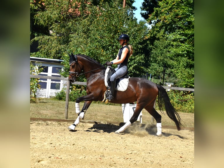 KWPN Stute 5 Jahre 166 cm Brauner in Neuss