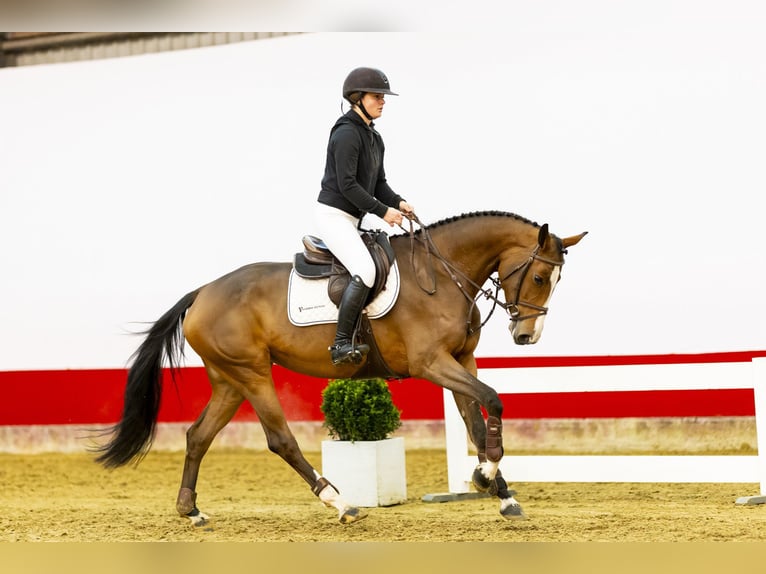 KWPN Stute 5 Jahre 166 cm Brauner in Waddinxveen