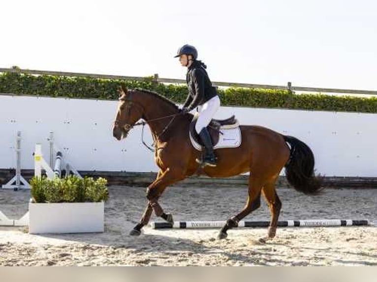 KWPN Stute 5 Jahre 166 cm Brauner in Waddinxveen