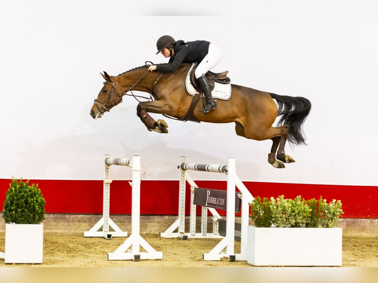 KWPN Stute 5 Jahre 166 cm Brauner in Waddinxveen