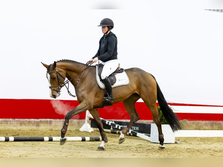 KWPN Stute 5 Jahre 166 cm Brauner in Waddinxveen