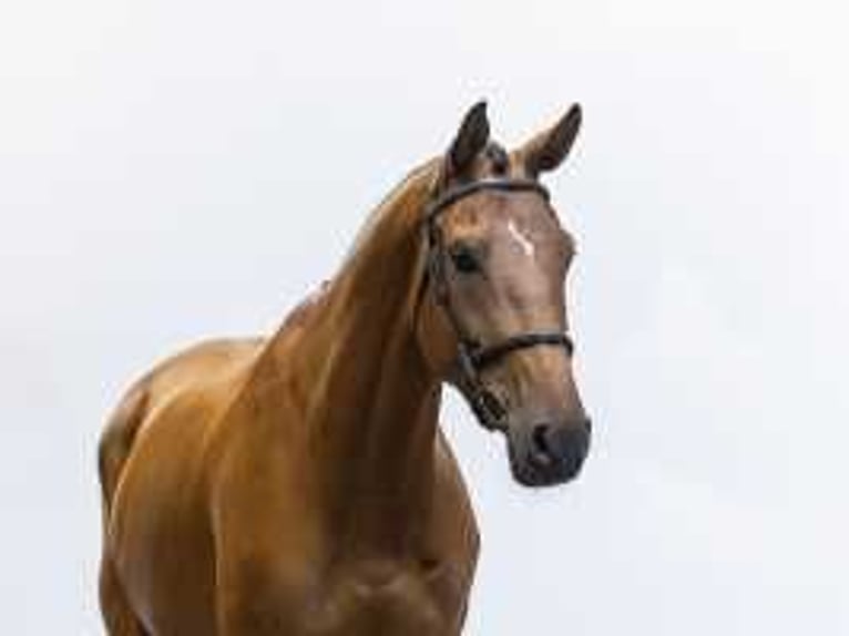 KWPN Stute 5 Jahre 166 cm Brauner in Waddinxveen