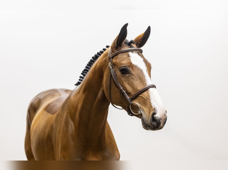 KWPN Stute 5 Jahre 166 cm Brauner in Waddinxveen