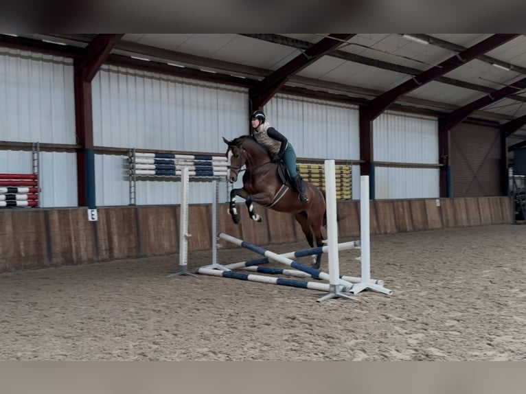 KWPN Stute 5 Jahre 166 cm Brauner in Oud Gastel
