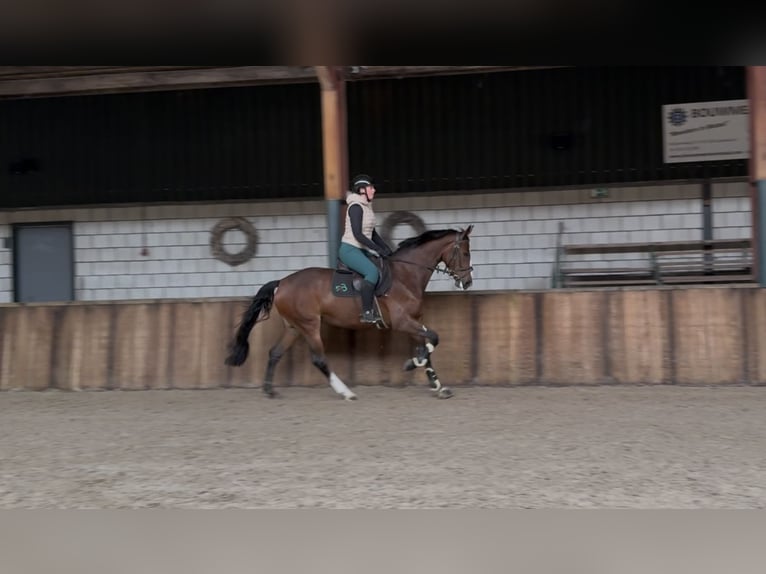 KWPN Stute 5 Jahre 166 cm Brauner in Oud Gastel