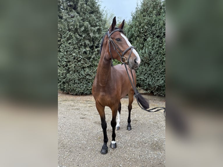 KWPN Stute 5 Jahre 166 cm Brauner in Oud Gastel