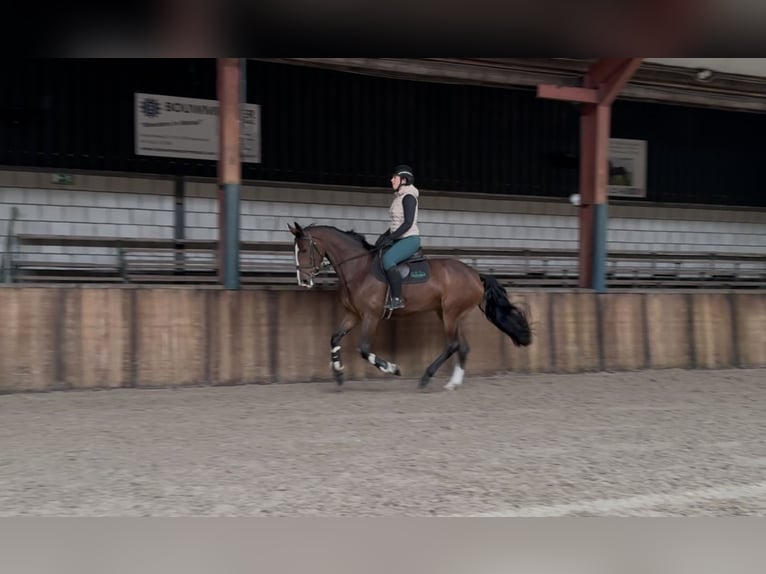 KWPN Stute 5 Jahre 166 cm Brauner in Oud Gastel
