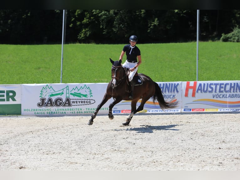 KWPN Stute 5 Jahre 166 cm Dunkelbrauner in Berg im Attergau