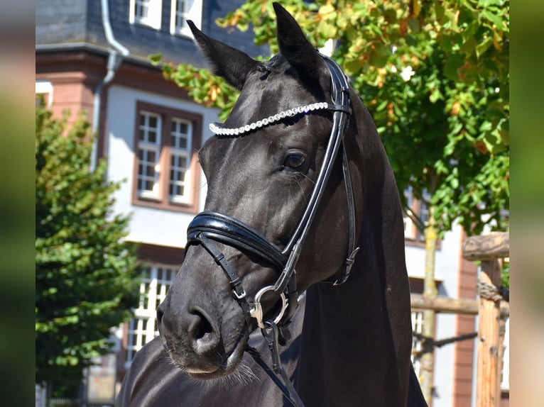 KWPN Stute 5 Jahre 166 cm Rappe in Neuss