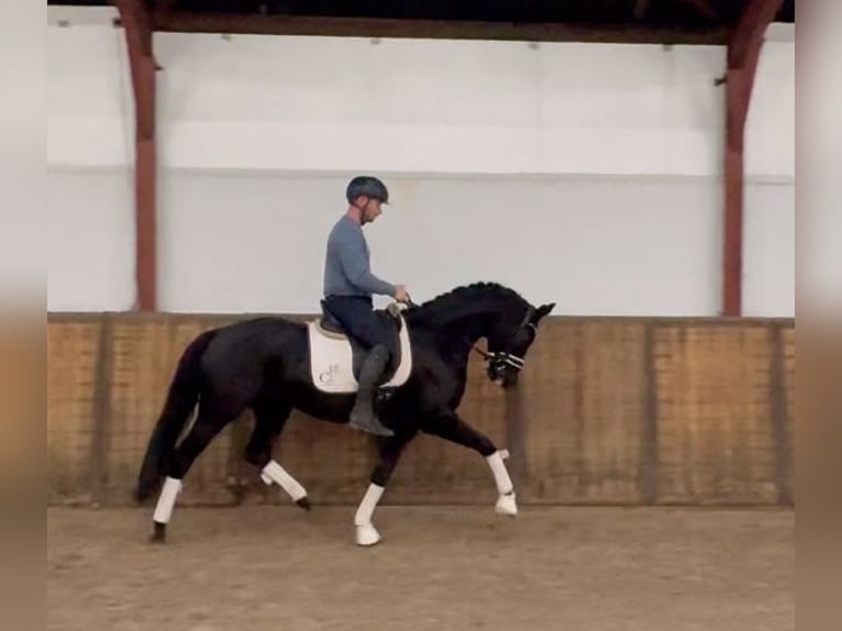 KWPN Stute 5 Jahre 166 cm Rappe in Oosterhout