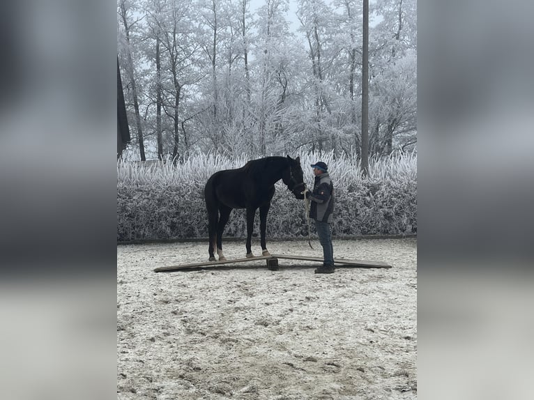 KWPN Stute 5 Jahre 166 cm Rappe in Zell an der Pram