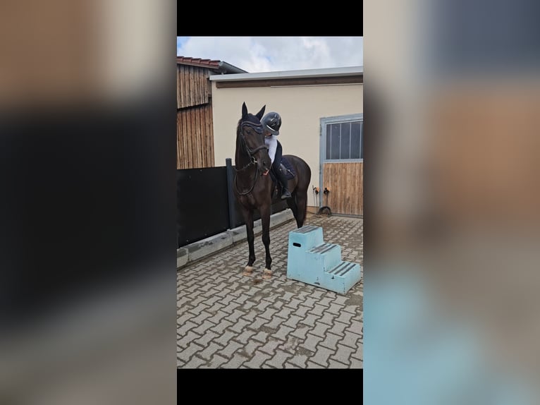 KWPN Stute 5 Jahre 166 cm Rappe in Zell an der Pram