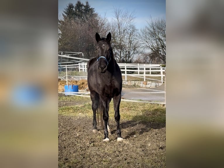 KWPN Stute 5 Jahre 166 cm Rappe in Zell an der Pram