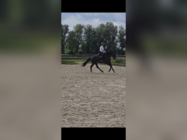 KWPN Stute 5 Jahre 166 cm Rappe in Zell an der Pram