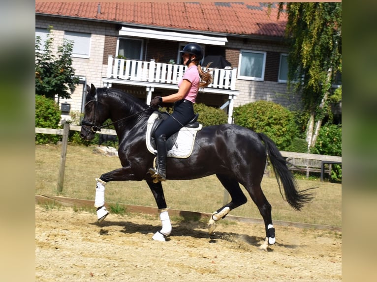 KWPN Stute 5 Jahre 166 cm Rappe in Neuss