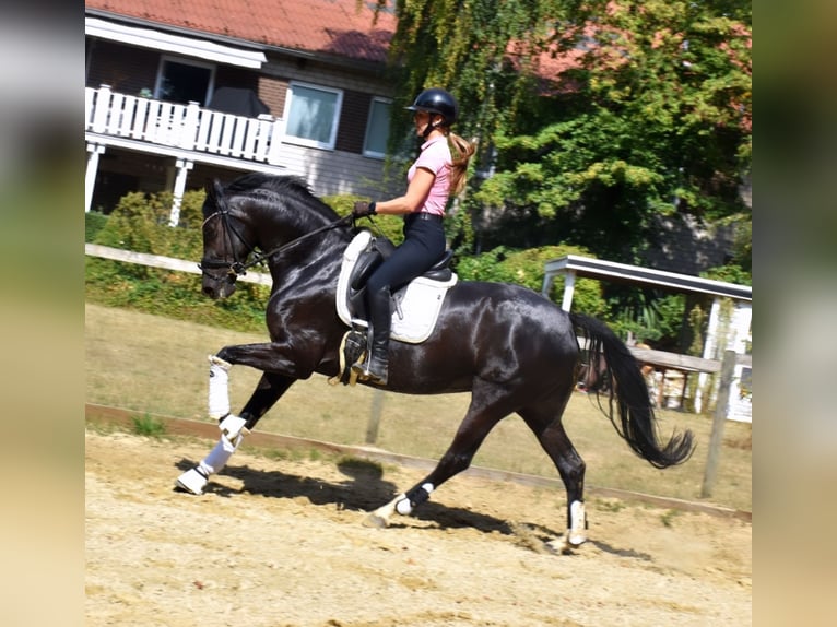 KWPN Stute 5 Jahre 166 cm Rappe in Neuss