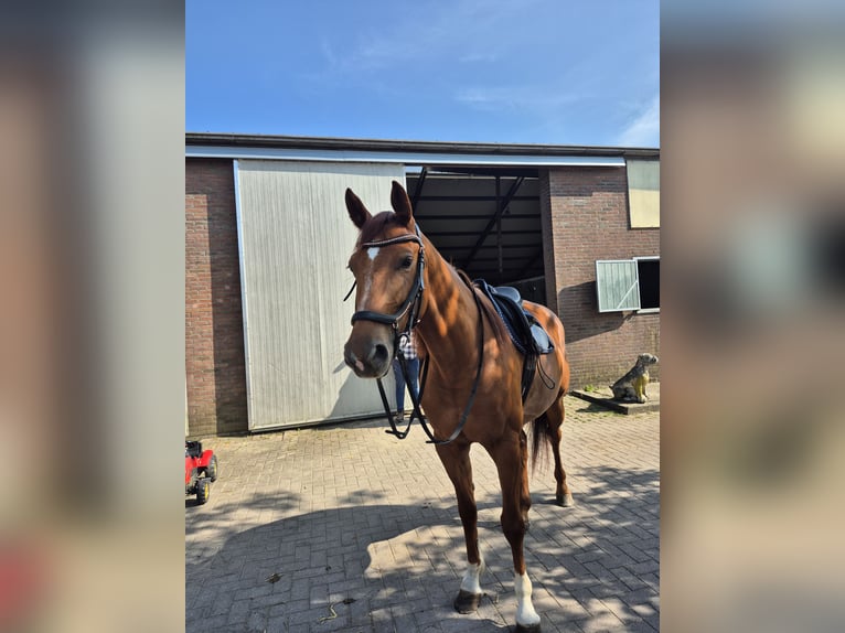 KWPN Stute 5 Jahre 166 cm Rotfuchs in Schiedam